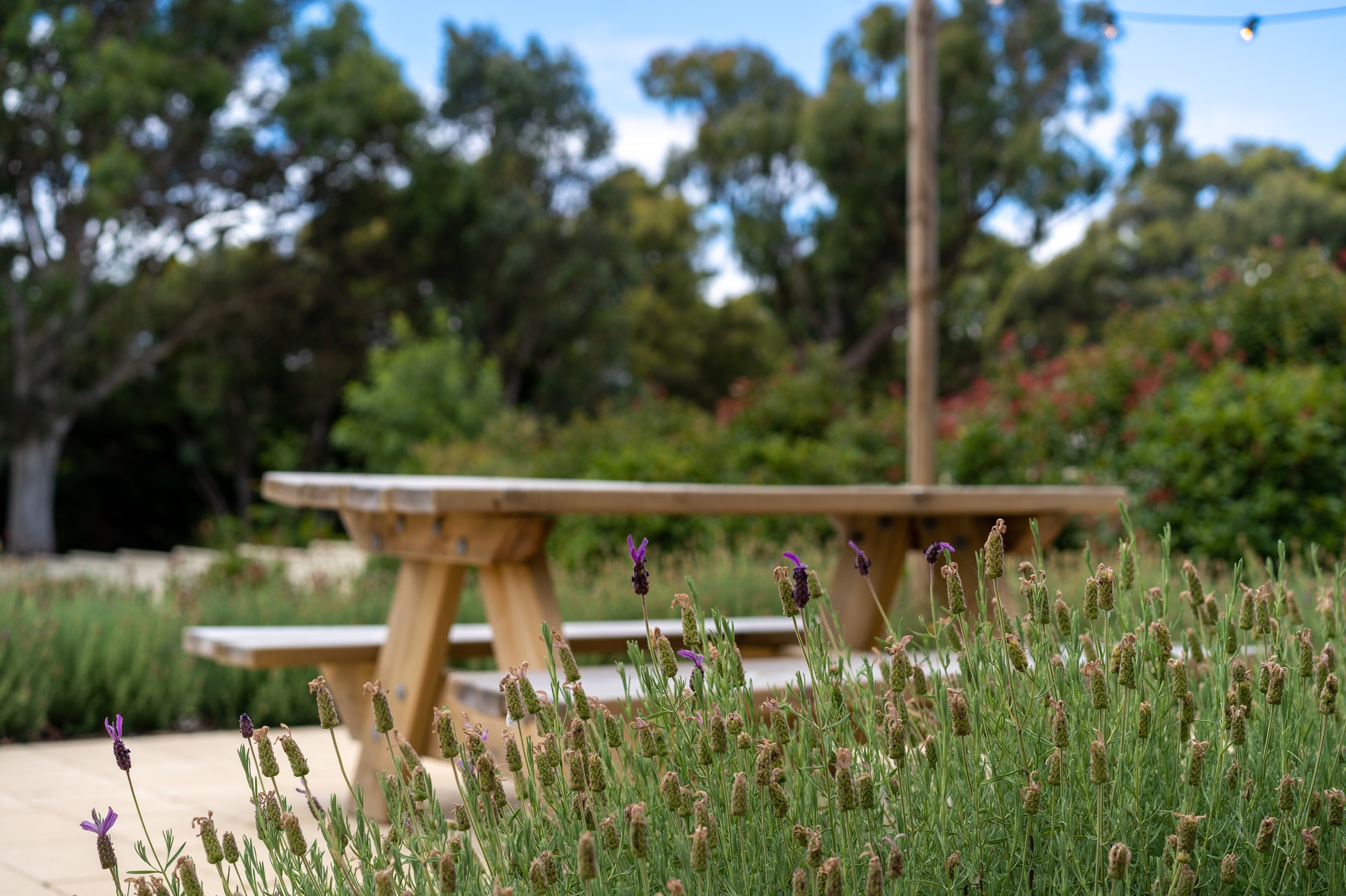 bench in the garden surrounded by garden with flowers