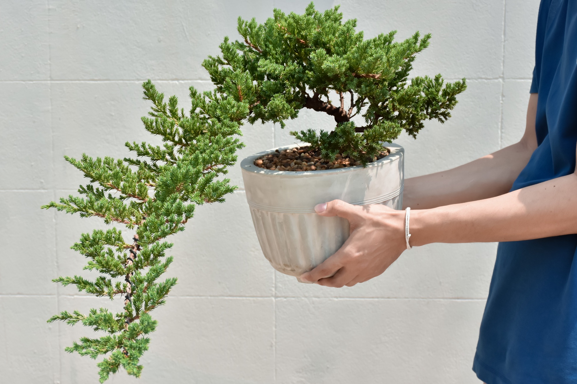Deciduous bonsai with buds and thick trunk in a pot