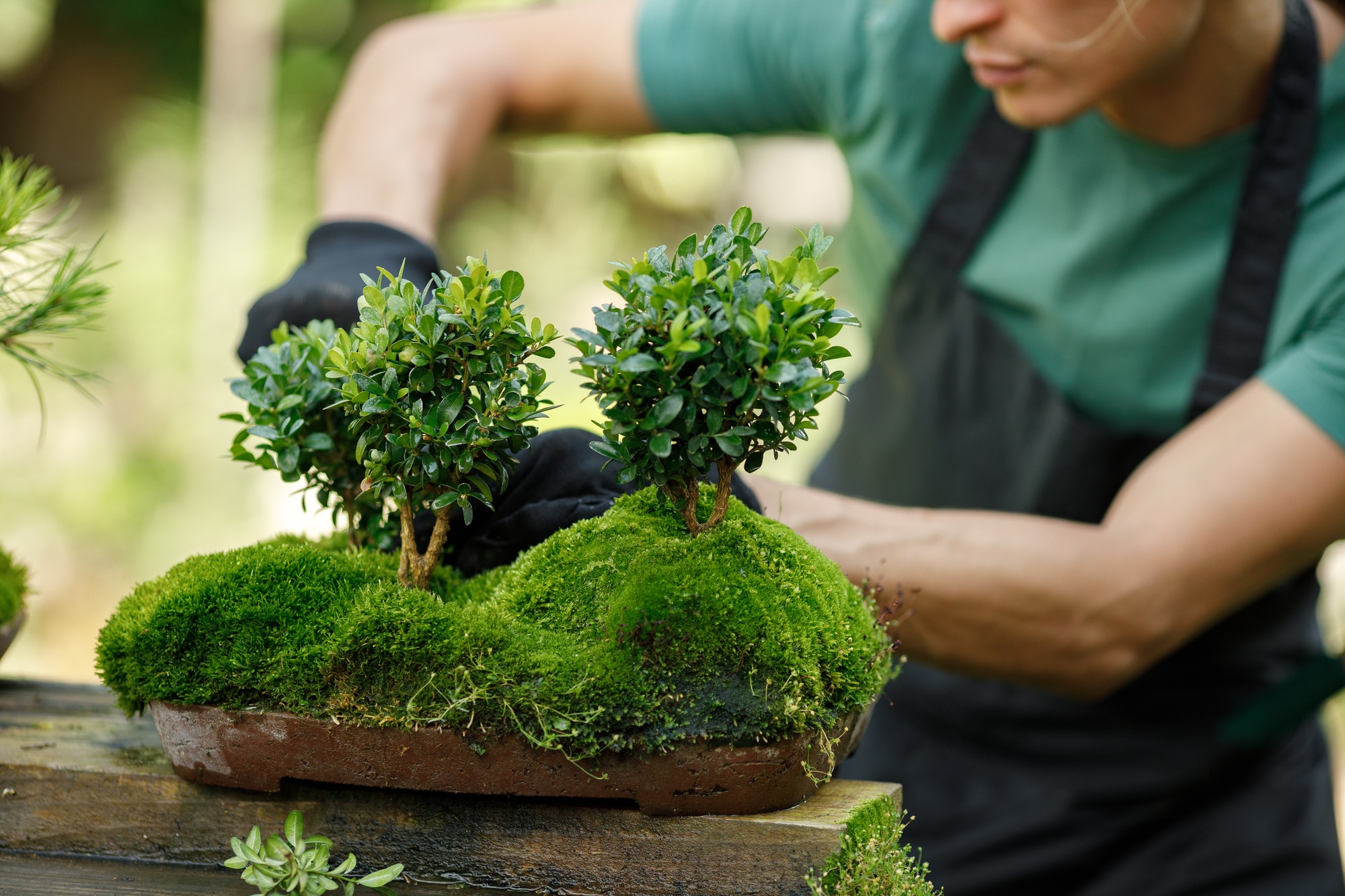 Midsection of a man pruring bonsai at backyard garden