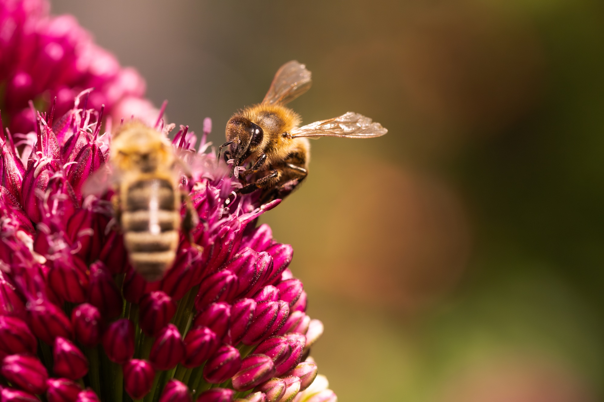 Observing bees pollinating garlic flowers in their natural environment is truly captivating