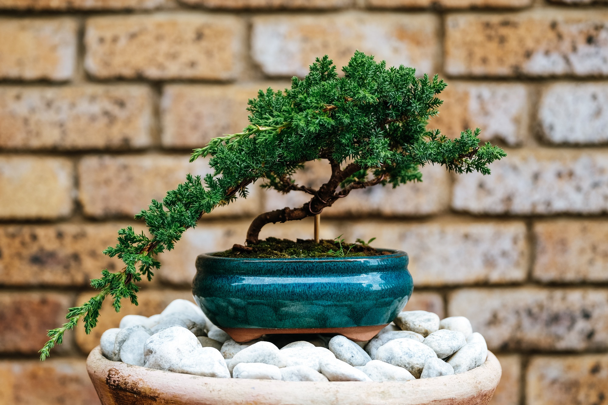 The bonsai