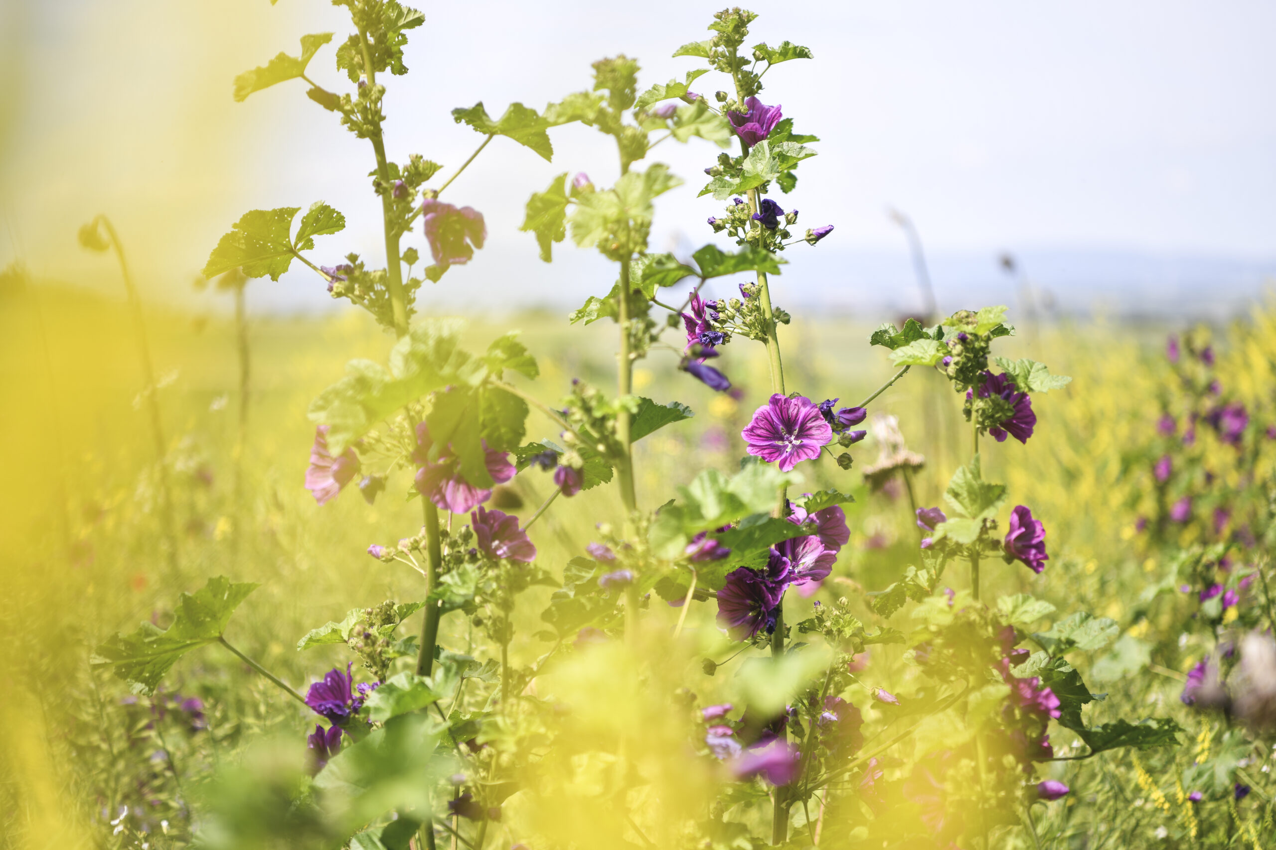 Grüne Fläche, Blumen, Renaturierung